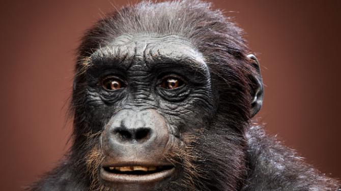 Genetici objevili unikátní gen, který odlišuje lidi od opic Jak podobná je DNA lidí a opic?