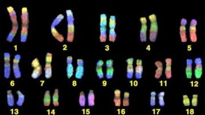 الكروموسومات كم عدد الكروموسومات الموجودة في الحيوانات المختلفة؟